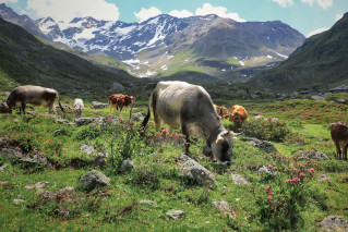 Eine Herde Kühe grast auf einer Bergwiese.